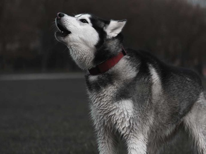 siberische husky