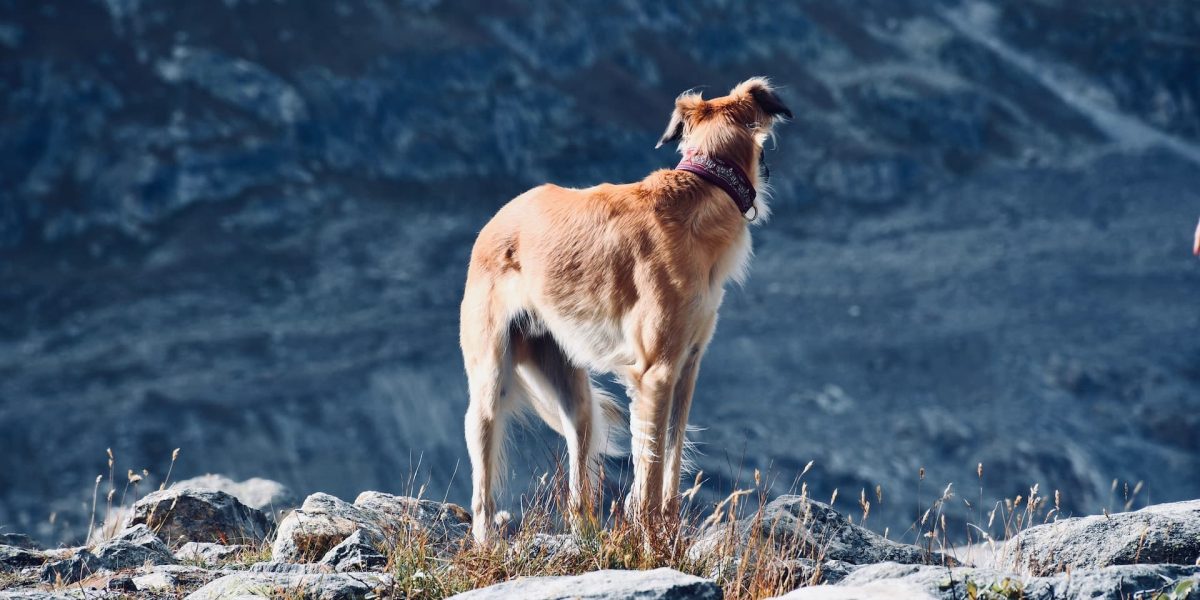 silken windhound