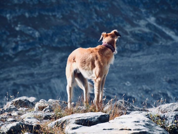 silken windhound