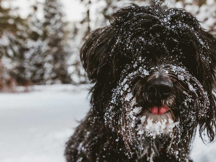skye terrier