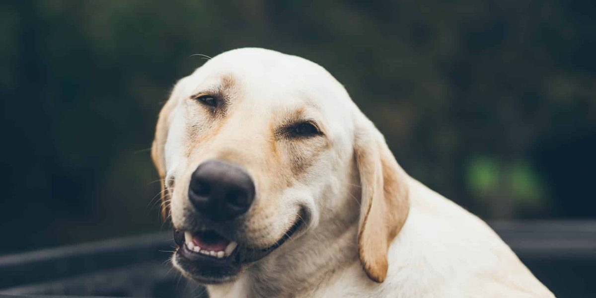 sociale angst hond