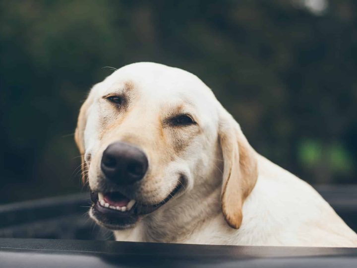 sociale angst hond