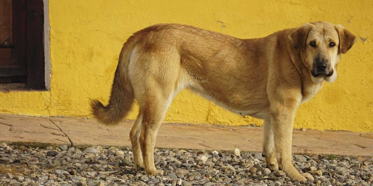 spaanse mastiff