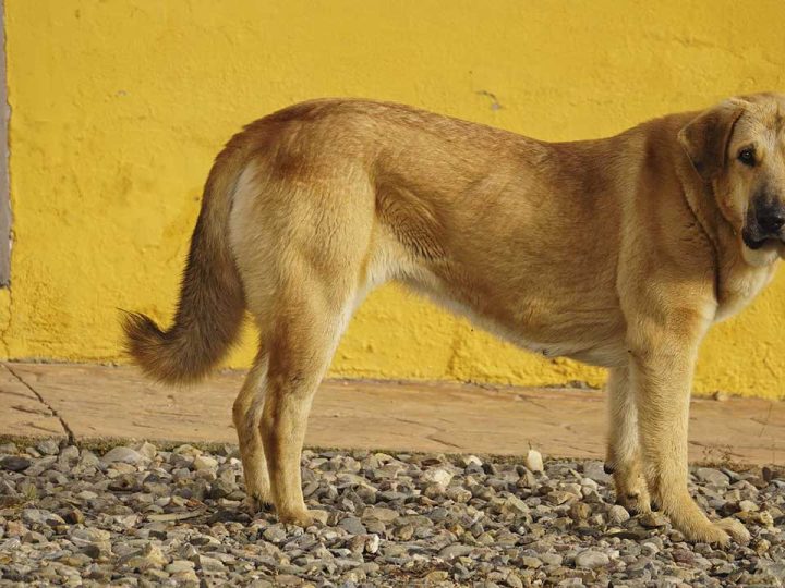 spaanse mastiff