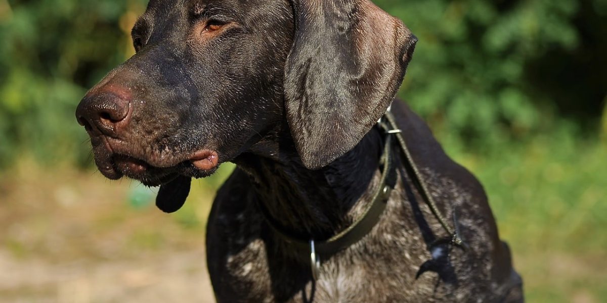 spaanse pointer