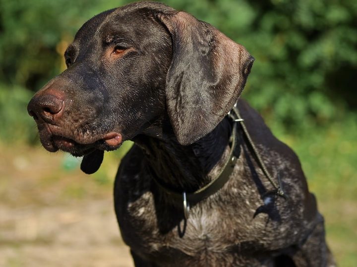 spaanse pointer