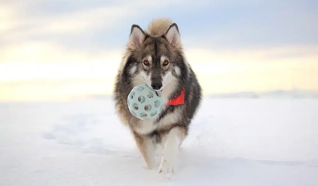 tamaskan