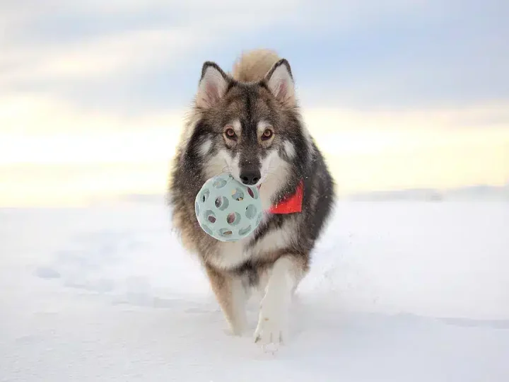 tamaskan