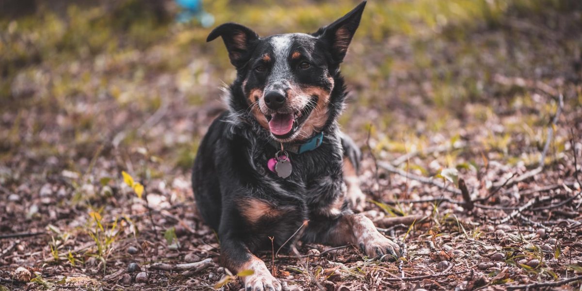 texas heeler