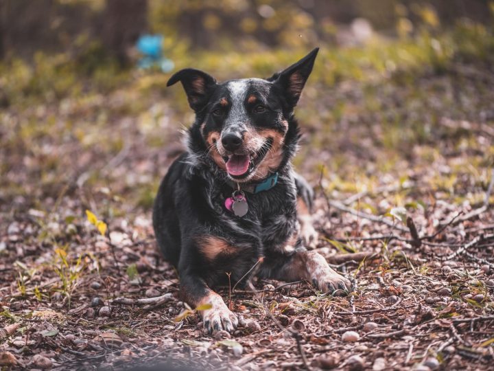 texas heeler