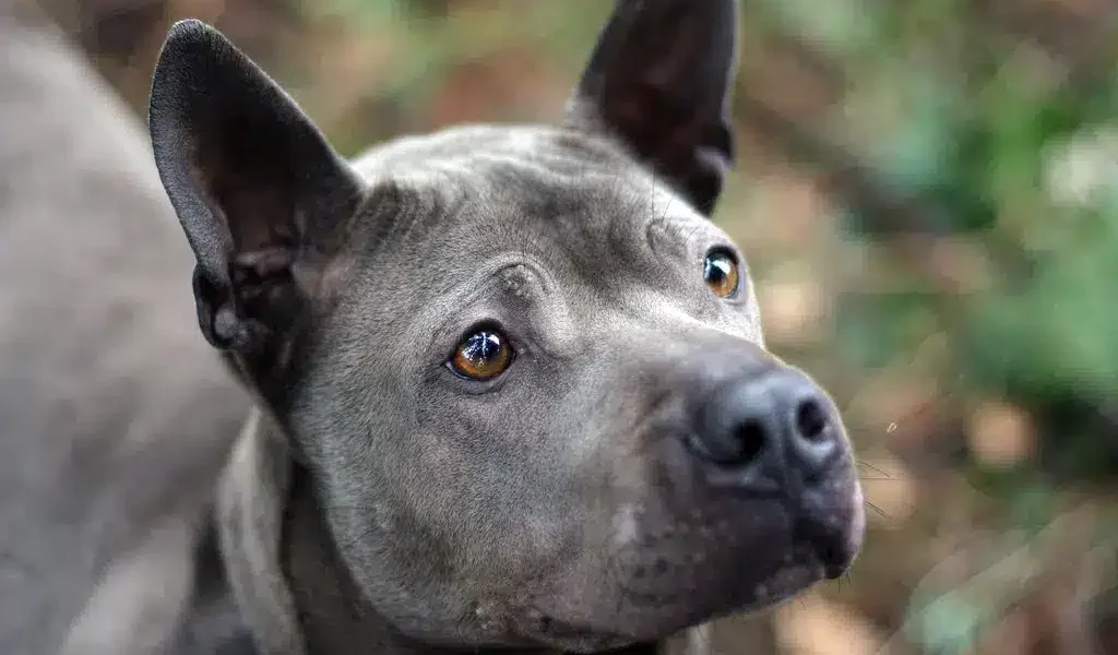 thaise ridgeback