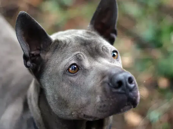 thaise ridgeback