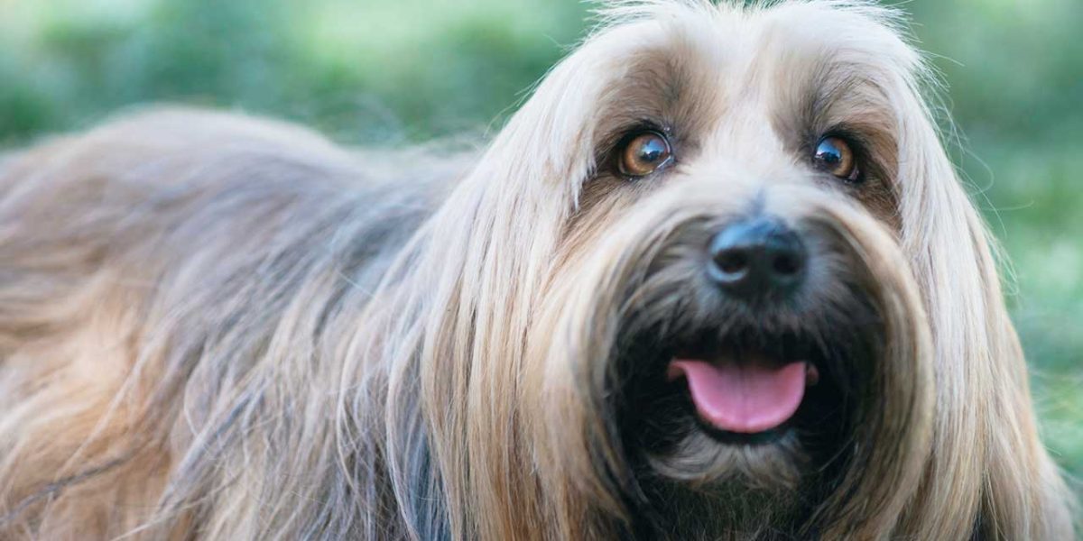 tibetaanse terrier