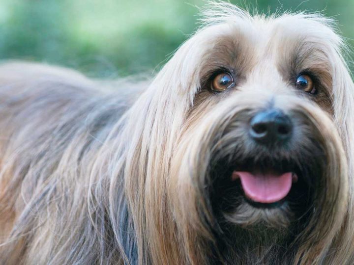tibetaanse terrier