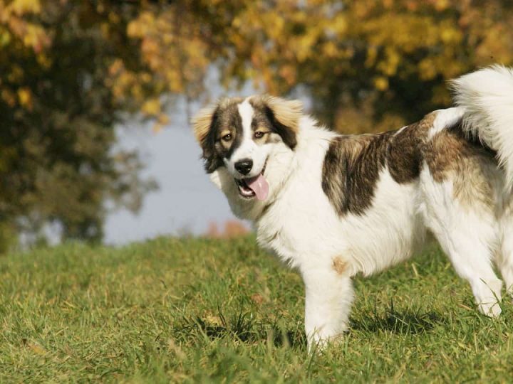 tornjak