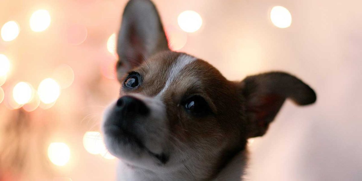 toy fox terrier