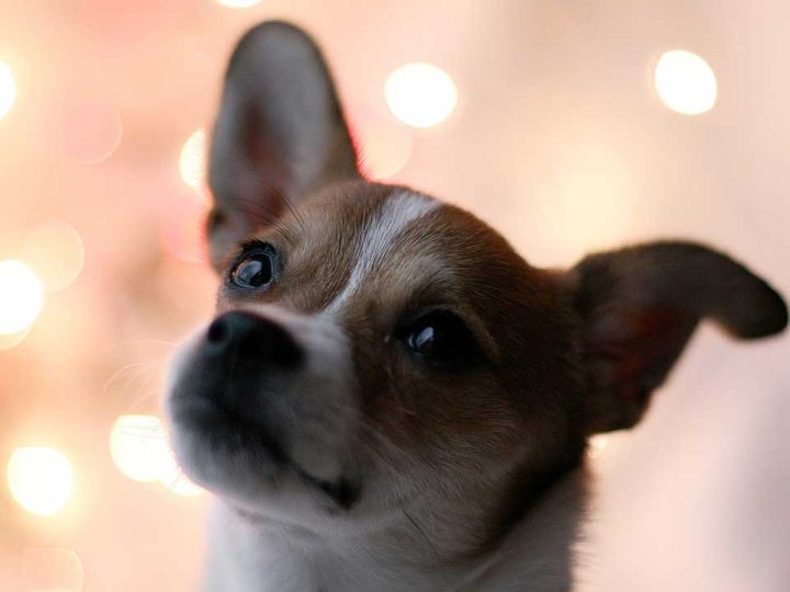 toy fox terrier
