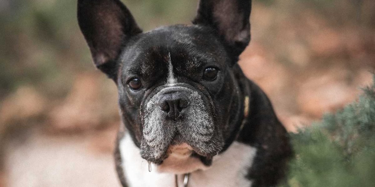 verschillende soorten bulldogs