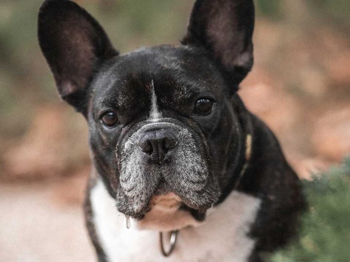 verschillende soorten bulldogs
