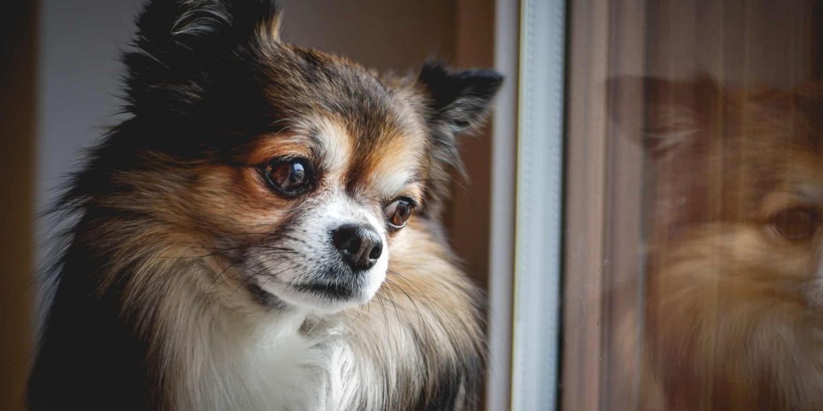 vlinderhondje
