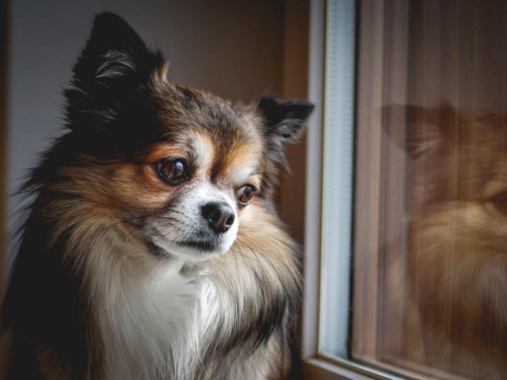 vlinderhondje