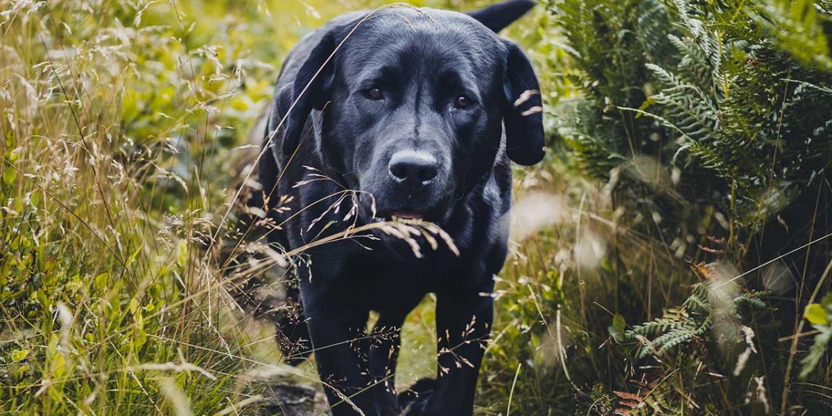 waarom stinken honden