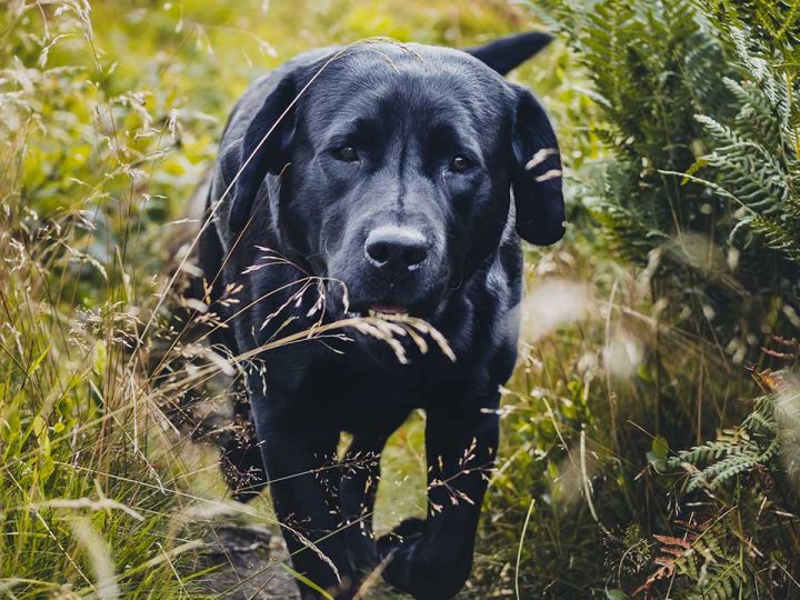 waarom stinken honden