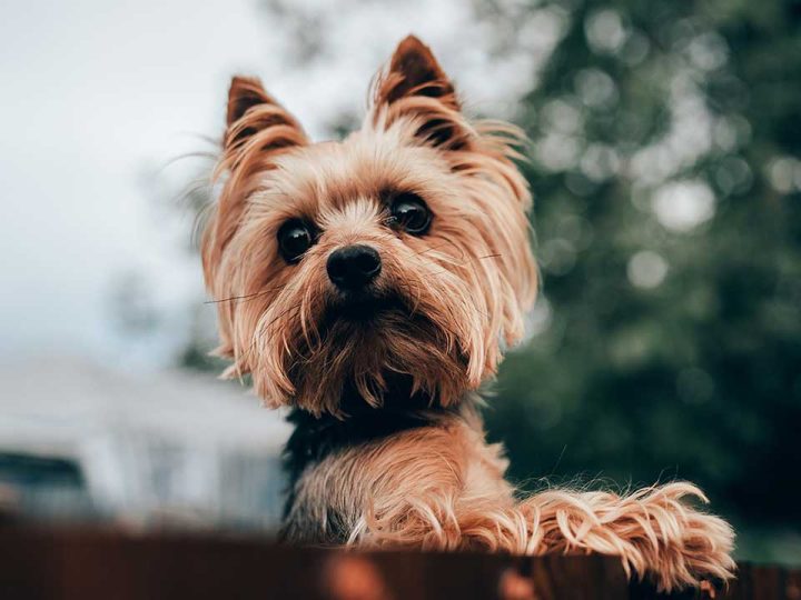 wanneer mag je een puppy aanraken
