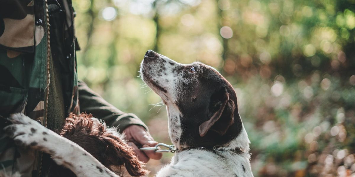 wat ziet een hond
