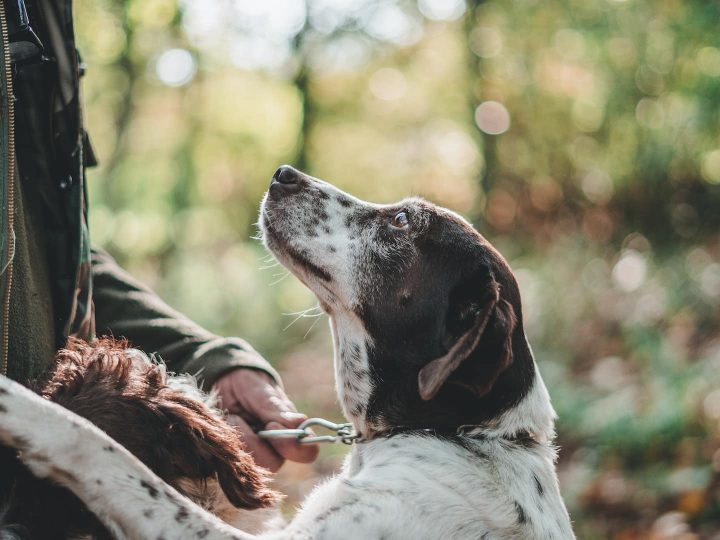 wat ziet een hond