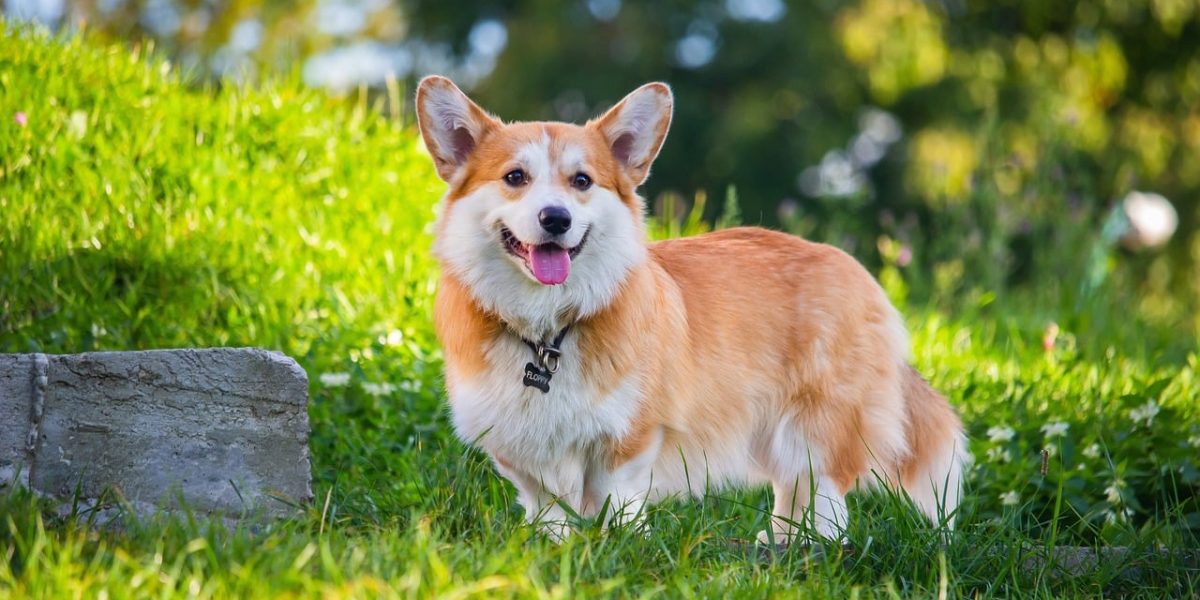 welsh corgi