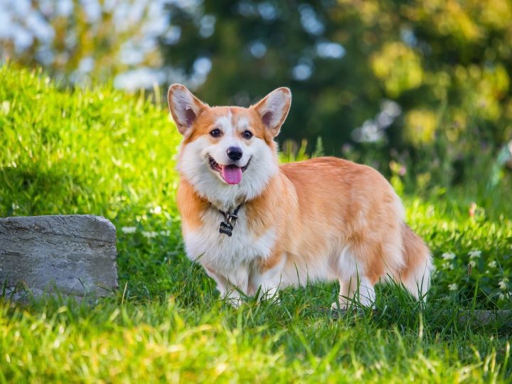 welsh corgi