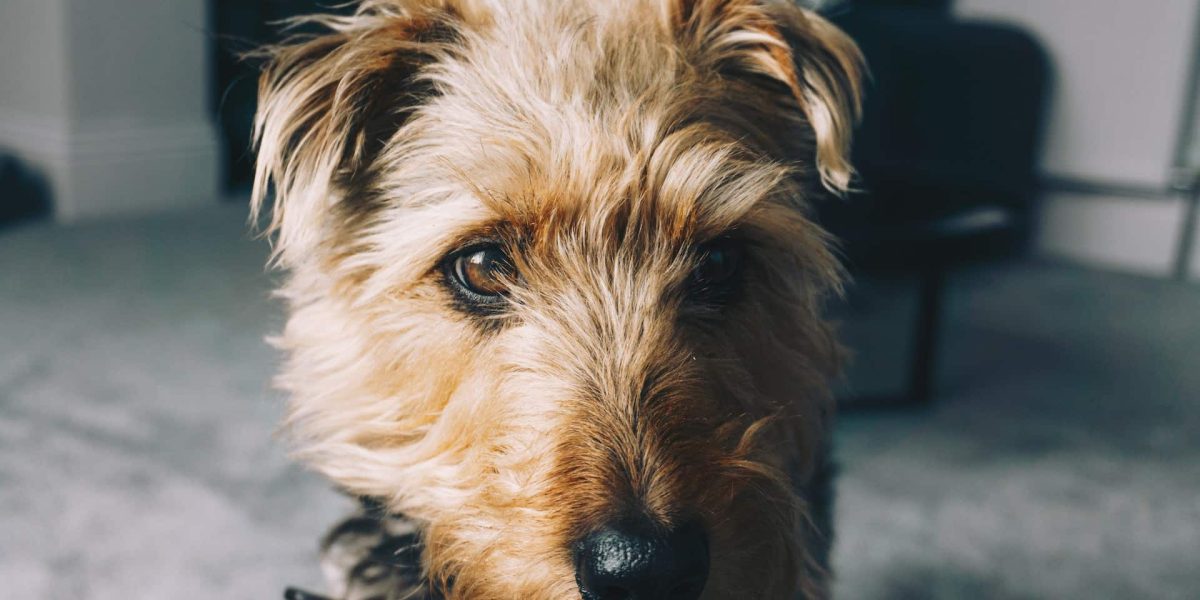 welsh terrier
