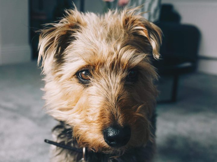 welsh terrier