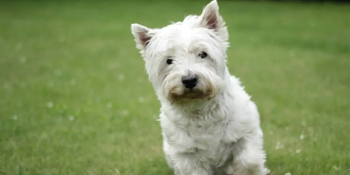 West Highland White Terrier