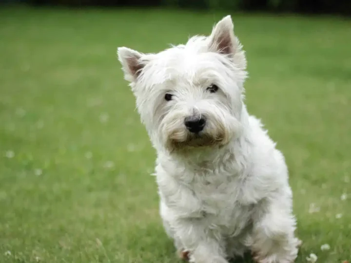West Highland White Terrier
