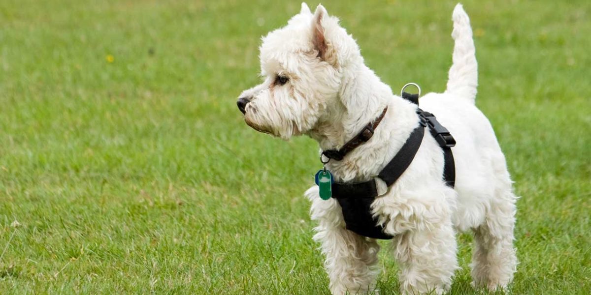 westiepoo