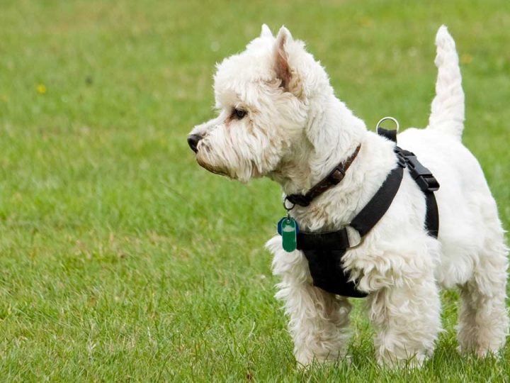 westiepoo