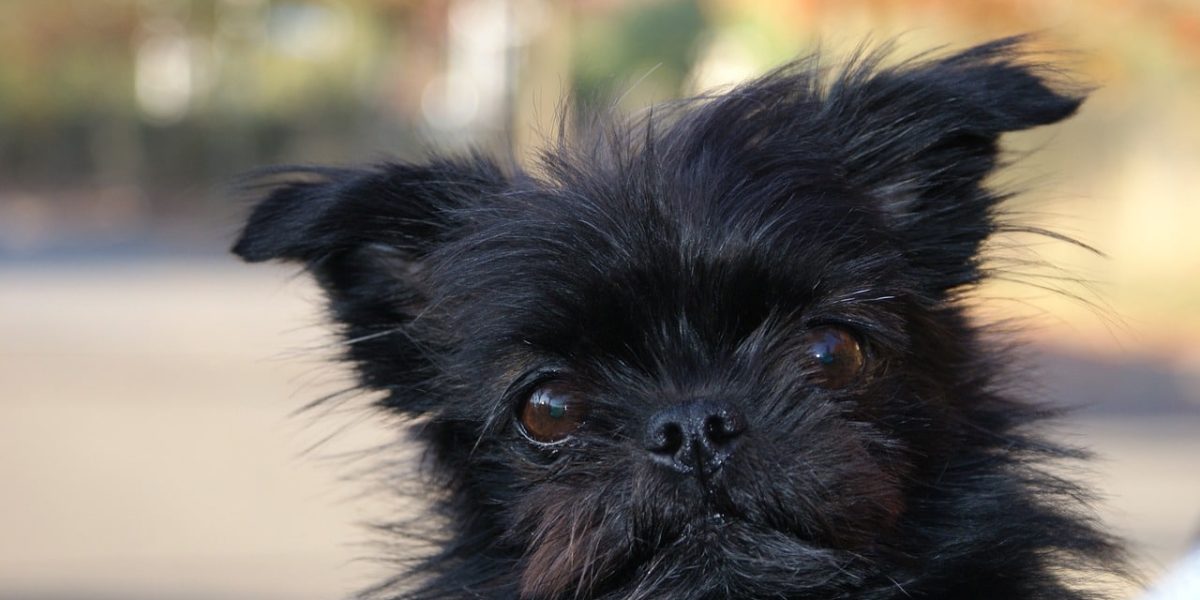 yorkie pom