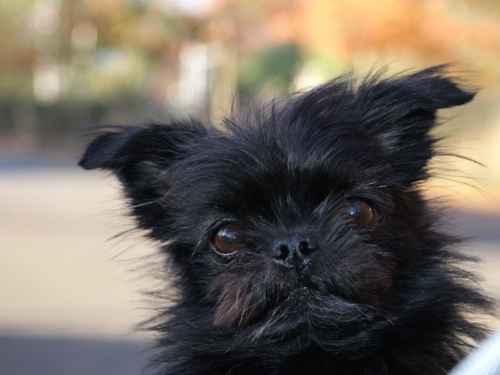 yorkie pom