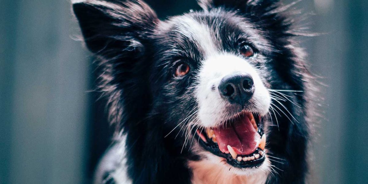 zwart witte hond