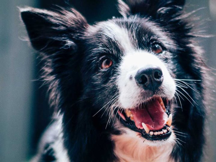 zwart witte hond