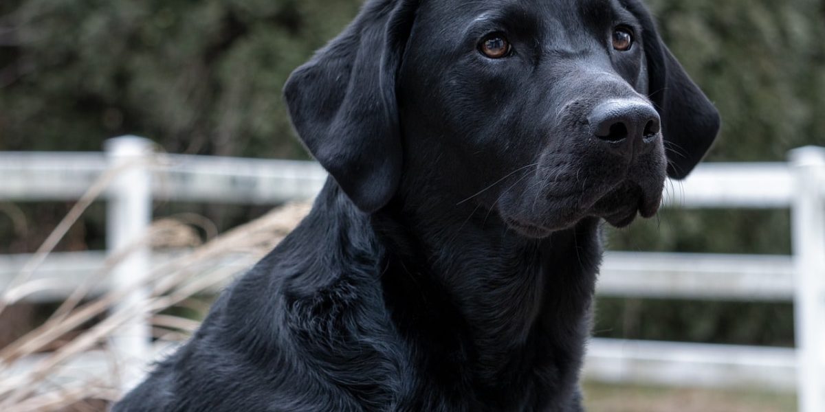 zwarte labrador