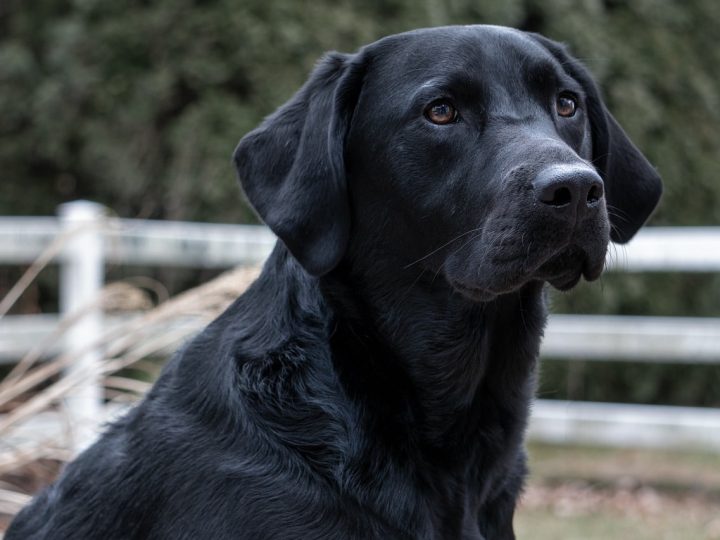 zwarte labrador