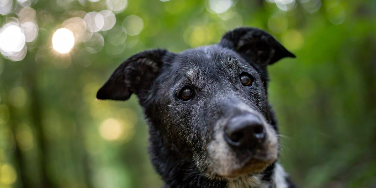 zwarte russische terrier