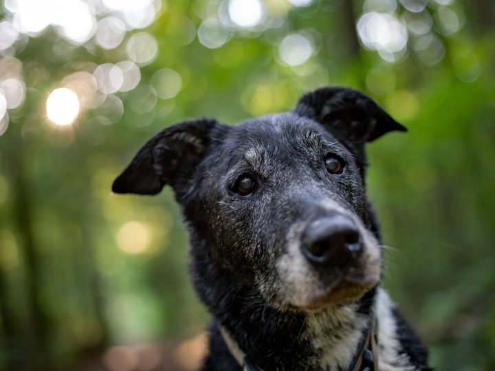 zwarte russische terrier