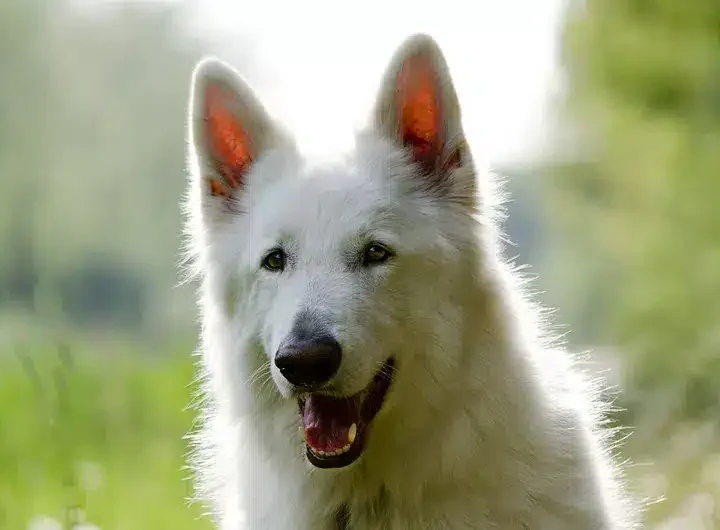 zwitserse witte herder