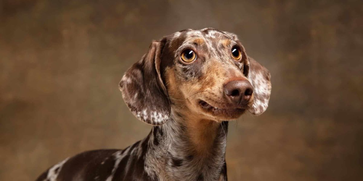 Gammel Dansk Hønsehund