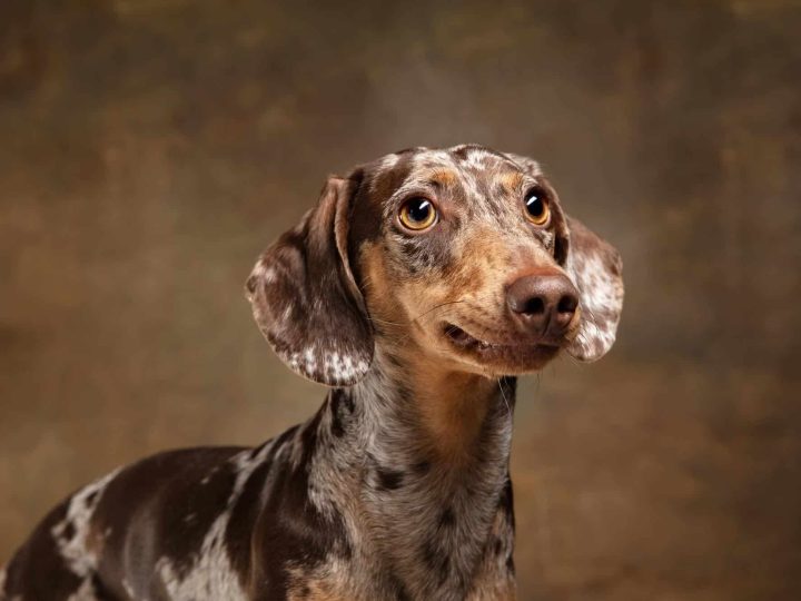 Gammel Dansk Hønsehund