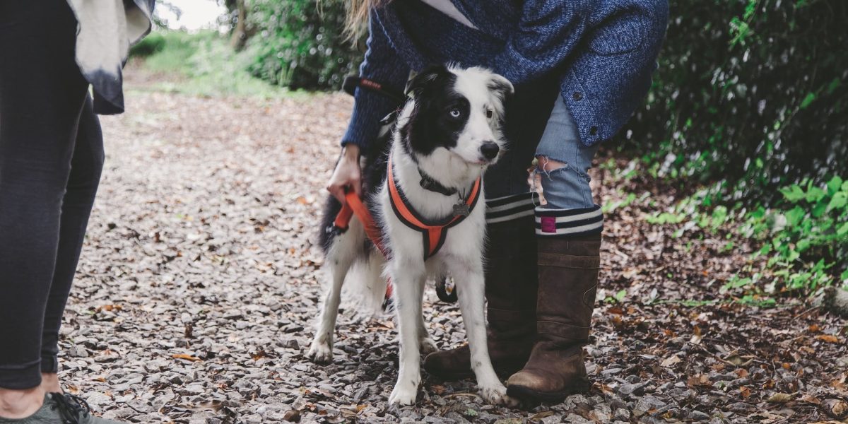 hoeveel tepels heeft een hond